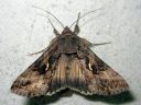 Autographa_gamma_gammayokkonen_IMG_7821.jpg