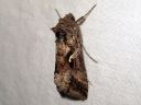 Autographa_gamma_gammayokkonen_IMG_7826.jpg