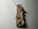 Autographa_gamma_gammayokkonen_IMG_8340.jpg