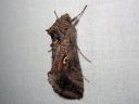 Autographa_gamma_gammayokkonen_IMG_8358.jpg