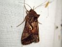 Autographa_gamma_gammayokkonen_IMG_8374.jpg