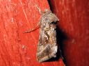 Autographa_gamma_gammayokkonen_IMG_8431.jpg