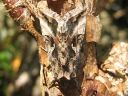 Autographa_gamma_gammayokkonen_IMG_8524.jpg