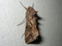 Autographa_gamma_gammayokkonen_IMG_8582.jpg