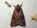 Autographa_gamma_gammayokkonen_IMG_8591.jpg