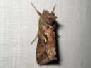 Autographa_gamma_gammayokkonen_IMG_8658.jpg