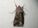 Autographa_gamma_gammayokkonen_IMG_8748.jpg