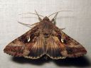 Autographa_gamma_gammayokkonen_IMG_8880.jpg