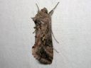 Autographa_gamma_gammayokkonen_IMG_9014.jpg