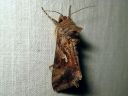 Autographa_gamma_gammayokkonen_IMG_9050.jpg