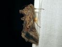 Autographa_gamma_gammayokkonen_IMG_9183.jpg