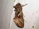 Autographa_gamma_gammayokkonen_IMG_9221.jpg