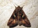 Autographa_gamma_gammayokkonen_IMG_9328.jpg