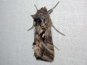 Autographa_gamma_gammayokkonen_IMG_9503.jpg