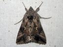 Autographa_gamma_gammayokkonen_IMG_9506.jpg