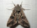 Autographa_gamma_gammayokkonen_IMG_9912.jpg