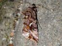 Autographa_mandarina_siperianvaskiyokkonen_IMG_5696.jpg