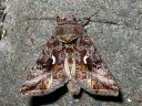 Autographa_mandarina_siperianvaskiyokkonen_IMG_5704.jpg