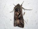 Autographa_mandarina_siperianvaskiyokkonen_IMG_7427.jpg