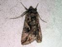 Autographa_mandarina_siperianvaskiyokkonen_IMG_7679.jpg