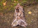 Autographa_mandarina_siperianvaskiyokkonen_IMG_7717.jpg