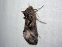 Autographa_mandarina_siperianvaskiyokkonen_IMG_7736.jpg