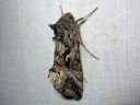 Autographa_mandarina_siperianvaskiyokkonen_IMG_8332.jpg