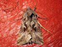 Autographa_mandarina_siperianvaskiyokkonen_IMG_8753.jpg