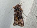 Autographa_pulchrina_kirjovaskiyokkonen_IMG_1346.jpg