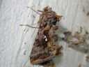 Autographa_pulchrina_kirjovaskiyokkonen_IMG_1455.jpg