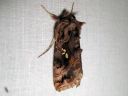 Tiedostonimi=Autographa_pulchrina_kirjovaskiyokkonen_IMG_2416.jpg
Tiedostokoko=54kt
Koko=600x450
Lisätty=25.03.2011 Autographa_pulchrina_kirjovaskiyokkonen_IMG_2416.jpg