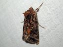 Autographa_pulchrina_kirjovaskiyokkonen_IMG_5290.jpg