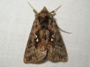 Autographa_pulchrina_kirjovaskiyokkonen_IMG_6097.jpg