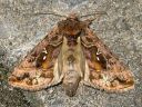 Autographa_pulchrina_kirjovaskiyokkonen_IMG_6258.jpg