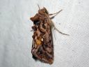 Autographa_pulchrina_kirjovaskiyokkonen_IMG_7301.jpg