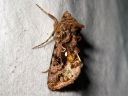 Autographa_pulchrina_kirjovaskiyokkonen_IMG_7303.jpg