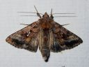 Autographa_pulchrina_kirjovaskiyokkonen_IMG_8565.jpg