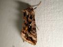 Autographa_pulchrina_kirjovaskiyokkonen_IMG_8776.jpg