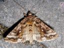 Autographa_pulchrina_kirjovaskiyokkonen_IMG_9349.jpg