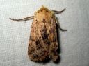 Conistra_rubiginea_keltapiiloyokkonen_IMG_3859.jpg