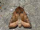 Hydraecia_micacea_varsiyokkonen_IMG_7183.jpg