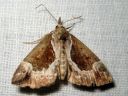 Hypena_crassalis_lahdeyokkonen_IMG_6852.jpg