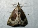 Hypena_crassalis_lahdeyokkonen_IMG_7490.jpg