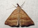 Hypena_proboscidalis_isonokkayokkonen_IMG_7937.jpg