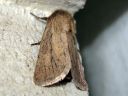 Tiedostonimi=Denticucullus_pygminus_villahamy-yokkonen_IMG_8458.jpg
Tiedostokoko=58kt
Koko=600x450
Lisätty=06.04.2011 Denticucullus_pygminus_villahamy-yokkonen_IMG_8458.jpg