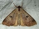 Lygephila_pastinum_hakasvirnayokkonen_IMG_3769.jpg