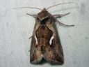 Macdunnoughia_confusa_pisarametalliyokkonen_IMG_6527.jpg