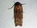 Noctua_fimbriata_lounaanmorsiusyokkonen_IMG_7228.jpg