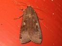 Noctua_pronuba_isomorsiusyokkonen_IMG_1444.jpg