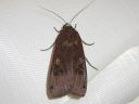 Noctua_pronuba_isomorsiusyokkonen_IMG_4677.jpg